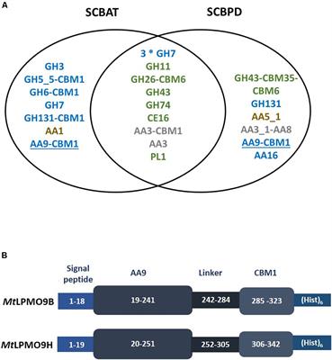 Evaluation of the Enzymatic Arsenal Secreted by Myceliophthora thermophila During Growth on Sugarcane <mark class="highlighted">Bagasse</mark> With a Focus on LPMOs